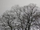 鴨川沿いの木をねぐらにしている鳶の群れ
